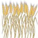 収穫した小麦.png