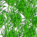 海藻.png