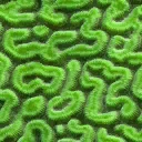 緑色の珊瑚.png