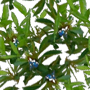 青い花.png