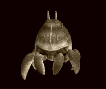 crab.gif crab.gif