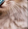 Whiskers.PNG