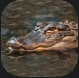 Alligator.PNG Alligator.PNG