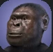 Australopithecus.PNG Australopithecus.PNG
