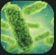 Bacterium.PNG Bacterium.PNG