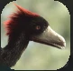 Beaks2.PNG Beaks2.PNG