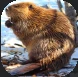 Beaver.PNG Beaver.PNG