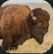 Buffalo.PNG Buffalo.PNG