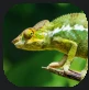 Chameleon.PNG Chameleon.PNG