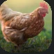 Chicken.PNG Chicken.PNG