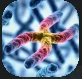 Chromosomes.PNG Chromosomes.PNG