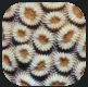 Coral.PNG Coral.PNG