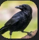 Crows.PNG Crows.PNG