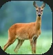 Deer.PNG Deer.PNG
