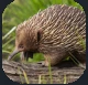 Echidna.PNG Echidna.PNG