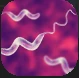 Flagellum.PNG Flagellum.PNG