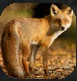 Fox.PNG Fox.PNG