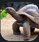 GTortoise.PNG GTortoise.PNG