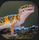 Geckos.PNG Geckos.PNG