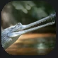 Gharial.PNG Gharial.PNG