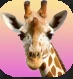 Giraffe.PNG Giraffe.PNG