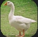 Goose.PNG Goose.PNG