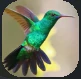 Hummingbirds.PNG Hummingbirds.PNG