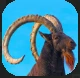 Ibex.PNG Ibex.PNG