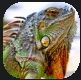 Iguana.PNG Iguana.PNG