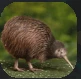 Kiwi.PNG Kiwi.PNG