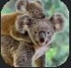 Koala.PNG Koala.PNG