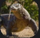 Komodo.PNG Komodo.PNG