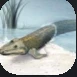 Lungfish.PNG Lungfish.PNG