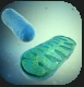 Mitochondria.PNG Mitochondria.PNG