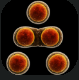 Mitosis.PNG