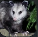 Opossum.PNG Opossum.PNG