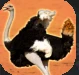Ostriches.PNG Ostriches.PNG