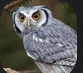 Owls.PNG Owls.PNG