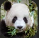 Panda.PNG Panda.PNG