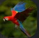 Parrots.PNG Parrots.PNG