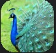 Peacock.PNG Peacock.PNG