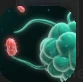 Phagocytic.PNG Phagocytic.PNG