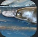 Platypus.PNG Platypus.PNG