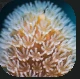 Polyp.PNG Polyp.PNG