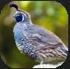 Quail.PNG Quail.PNG