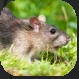 Rat.PNG Rat.PNG