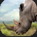 Rhinoceros.PNG Rhinoceros.PNG