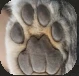 SPaws.PNG SPaws.PNG