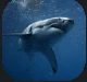Shark.PNG Shark.PNG