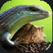 Skinks.PNG Skinks.PNG
